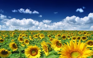 Summer_Sunflowers